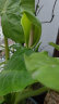 绿盼 磷酸二氢钾花肥料叶面喷施磷钾家用瓶装催养花卉盆栽专用450g 晒单实拍图