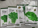 京农研农科院蔬菜种子大叶香菜四季小葱鸡毛菜红苋菜芝麻菜空心菜种籽孑 韩绿大叶香菜 10克 实拍图