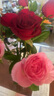 京东鲜花 单头玫瑰 红色系 10枝 实拍图