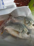 潮海堂海鲷鱼黄翅鱼鲜活两去冷冻黄脚立海鲜海鱼水产400g/袋食材生鲜 三袋黄翅鱼350-400g/袋9-12条 实拍图