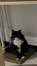 维克耳漂滴耳液猫咪狗狗耳朵清洁剂洗耳水预防耳螨清洁耳道洗耳液犬猫 耳漂 125ml*1瓶 实拍图