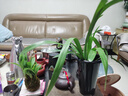 艾莹有香味的兰花苗 建兰金尊红颜 四季兰带金边室内阳台花卉盆栽绿植 【带花】香水石斛10苗苔藓球配底座 实拍图