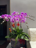 绿韵花田【两小时达】蝴蝶兰盆栽带花苞花剑花盆真花兰花开业乔迁生日礼物 10株粉色(瓷盆随机） 实拍图