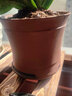裕轩堂紫砂花盆多肉菖蒲盆景宜兴室内桌面花盆陶瓷创意批发多肉创意个性 紫砂0272红 小 实拍图