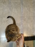 麦富迪 猫零食barf霸弗主食猫条 通用湿粮包牧野鲜兔140g（14g*10） 实拍图