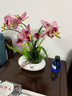 wo+ 高档新款手感PU蝴蝶兰仿真花艺客厅餐桌花电视柜装饰花假花 白色扁陶瓷盆+粉红色蝴蝶兰 实拍图