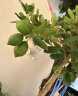 宝御安香水柠檬树盆栽可食用带果发货阳台室内客厅大型绿植物四季柠檬树 1.5米左右 晒单实拍图