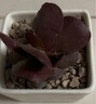 迎虞花苑新手带盆多肉植物盆栽套餐绿植盆景组合活动批发 红宝+蓝苹果+紫蝶+桃蛋 实拍图