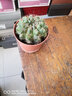 种花迷绯花玉仙人球盆栽四季开花好活净化空气吸甲醛桌摆办公室花卉绿植 彩云原盆原土 大球7-8厘米 实拍图