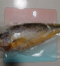 御泸鲜湘【顺丰发货】精选特大黄花鱼新鲜深海大黄鱼宁德黄花鱼1-2斤1条 3斤装【2条】精品装 巨划算 实拍图