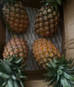鲜武士海南凤梨金钻凤梨大果菠萝手撕无眼脆甜新鲜热带水果 金钻凤梨大果9斤装 实拍图