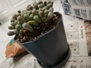 寿禾 花盆树脂带托盘简约室内绿植盆栽 木里盆小号-深灰 实拍图