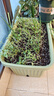 原起点种菜专用盆蔬菜种植箱家用神器大号花盆长方形条塑料户外庭院阳台 70cm搭配种植盆套装绿(含1个盆） 升级款第三代 实拍图
