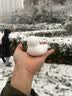 BLW BAWANLONG TOYS夹雪球夹子玩雪工具儿童打雪仗捏雪模具神器 小鸭子雪夹颜色随机【铁钉加厚款大号34cm】 实拍图