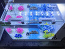 长锐侧滤鱼缸桌面办公室免换水生态水草超白水族箱 K400造景版【长41 宽22 高29】 实拍图