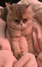 卫仕 膳食全价全阶段猫粮 成猫幼猫营养均衡天然猫粮试吃 200g 实拍图