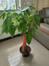 大型植物发财树各种大颗盆栽开业乔迁客厅办公室内好养大型绿植 独杆发财树1.1-1.2米+黑福盆 实拍图