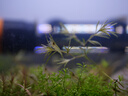 适马（SIGMA） 56mm F1.4 DC DN｜Contemporary 半画幅大光圈定焦镜头 人像肖像特写 M43奥林巴斯卡口 官方标配（京卷） 实拍图