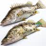 京乐狳桂鱼淡水鳜鱼鳌花鱼现捕鲜活现杀整条季花鱼 一条约1000g(净膛前)现杀现发 2条装 实拍图