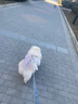 拜宠清德国进口拜宠清拜耳犬用体内驱虫药拜宠清复方非班太尔除蛔虫绦虫 2kg以上犬-拜宠清内驱2片（2025年9月） 实拍图
