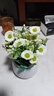 九千谷假花仿真花摆设小雏菊白色盆栽塑料花束办公室假花白色瓶3520 实拍图