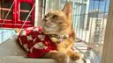 宜品达宠物猫咪衣服保暖冬天小狗狗毛衣秋冬保暖加厚比熊泰迪小猫咪衣服 菱形刺绣樱桃毛衣-套头款 M：胸围39cm【建议7-9斤】 实拍图