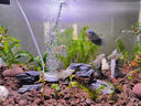 百因美（BIOZYM）N1鱼缸硝化细菌液体稳定净化水质调理剂除藻活性消化细菌水族养鱼 硝化益菌300mL【分解鱼便】 实拍图