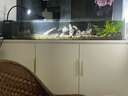 贝森（BESSN）25新款金晶超白玻璃侧滤桌面溪流缸自循环过滤升级干湿分离鱼缸 120*20*20cm 8mm基础套餐2.0升级款 实拍图