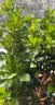 萌肉居沙漠玫瑰四季种植盆栽花卉绿植长花期室内随机色原盆土源头直发 实拍图