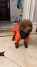 SLPC狗狗衣服冬天保暖中小型犬加厚四脚狗棉衣泰迪柯基小狗幼犬冲锋衣 橙 XL（适合约12-15斤） 实拍图