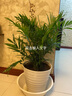 看匠 散尾葵盆栽 凤尾竹室内客厅大型绿植袖珍椰子夏威夷盆景富贵叶子 高度50厘米左右10棵 不含盆 实拍图