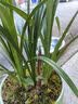 劉閣蘭花建兰花苗 红素大花 红满天 夏带花苞室内室外绿植兰草花卉盆栽 4苗连体裸根 实拍图
