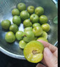 马保果三月李酸脆小李子青李子当季应季新鲜孕妇水果 精选5斤装 实拍图
