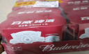 百威啤酒红罐淡色拉格330ml*24听整箱装浓郁麦香春日出游 实拍图
