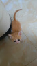 悠梵萌猫玩具剑麻球自嗨解闷带声响逗猫互动剑麻球4个装颜色随机 实拍图