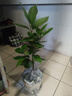 平安树盆栽中大型客厅摆放绿植观叶植物四季常青庭院植物 单株高约60厘米 不含盆 实拍图