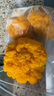 金耳菌新鲜【顺丰空运】云南特产精选刺身级别山珍生鲜冷链发货 精品金耳菌（可刺身）顺丰空运 1000g 实拍图