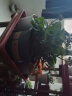 墨斗鱼加仑花盆矮款1加仑*3 绿植阳台花卉加厚塑料树脂园艺种植盆带托盘 实拍图