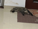 弗列加特 98%高含肉量 FPMR生骨肉猫主食罐 成猫湿粮猫罐头 牧野牛肉味95g 实拍图