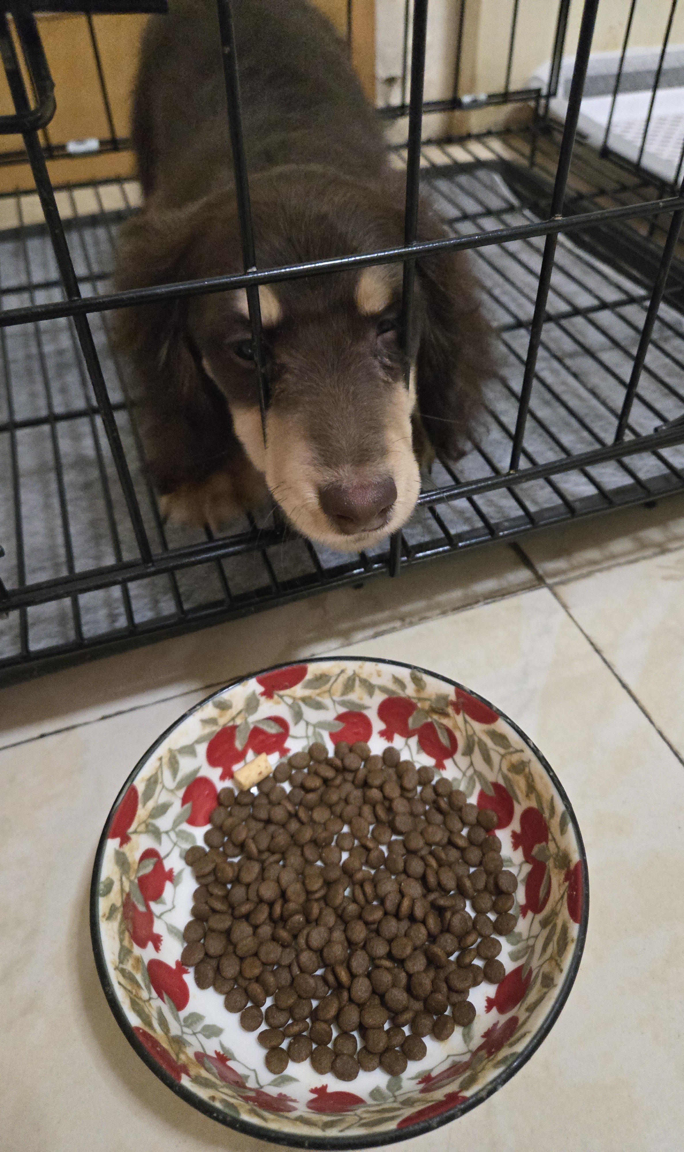 豆柴（docile）肠胃原动力冻干狗粮小中大型犬专用粮幼犬成犬全价通用狗粮 【原动力pro幼犬|1.25kg】 实拍图