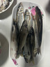 小凤仙夜光漂咬钩变色高灵敏度超亮醒目日夜两用鲫鱼电子漂野钓轻口渔具 L-DL02-3 综合鲫鲤 吃铅约2.5g 日夜两用(咬钩变色) 实拍图