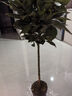 叹为观止大型独杆发财树庆典乔迁盆景绿植办公室盆栽客厅大型植物 平安树1-1.2米 含盆 实拍图