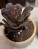 多肉植物精品组合多肉花盆迷你盆栽办公室多肉 黑色 圆叶法师小单头 实拍图