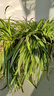 爱丽思（IRIS）花盆长方形树脂花盆多肉蔬菜绿植草莓种植种菜盆阳台果蔬种植盆 陶瓷茶550【长55.4cm】 实拍图