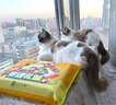 弗列加特 98%高肉含量 FPMR生骨肉全价主食猫罐头 成猫幼猫通用主食罐湿粮 【磷虾油美毛】散养火鸡味 95g*6罐 实拍图