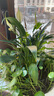 白掌盆栽植物室内花卉水培一帆风顺大盆水养绿植 特级白掌(原盆) 含盆 实拍图