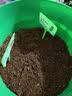 弥鹿（MiDeer）儿童植物种植观察窗阳光房小盆栽玩具小学生幼儿园暑假生日礼物 【水培款1】水培生菜-送营养粉 实拍图