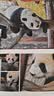 熊猫 萌兰 熊猫图书（赠熊猫杯垫+海报+手绘贴纸+明信片*4，近80张照片，全景呈现“三太子”么么儿成长轨迹） 实拍图