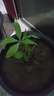 发财树盆栽大植物室内办公室桌面客厅小盆景招财树苗绿植花卉盆栽 中单杆发财树 7-9cm【原盆】 【送肥料】 实拍图