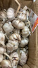 【现挖湿蒜】2024年新鲜红皮鲜蒜紫皮大蒜蒜种糖蒜醋蒜腊八蒜腌制 2024[现挖新蒜]正宗紫皮1g 力推[三斤优选大果]蒜香味美 实拍图